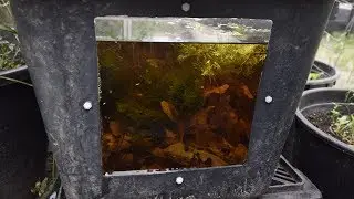 Boraras brigittae greenhouse tub - June 2017