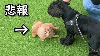 バチが当たった犬がこちらです…涙
