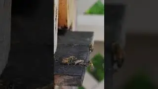 #natural #organic #beekeeping #honey #bees