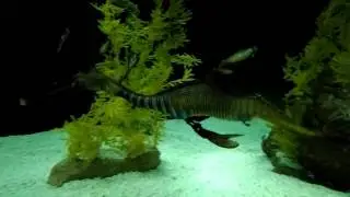 Dragão marinho oceanário de Lisboa