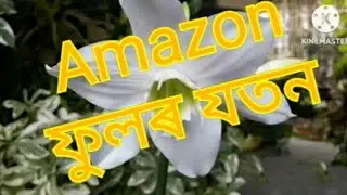 Amazon Lily Care/How to Grow & Care Eucharis Lilly/#indoorplants