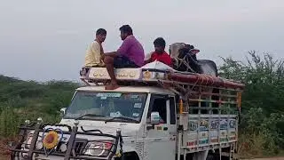 After the race, the Ongole bulls left for home🚚🚚🚚