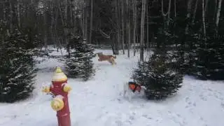 Dogs playing at the boarding kennel