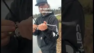 How to catch big pike minnow #fish #fishing #fishingvideo #fisherman