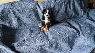 Couch Cover blanket for your dog - Easy to clean + Strong material