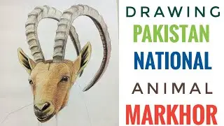 Drawing the National Animal of Pakistan Markhor (GB Ibex).