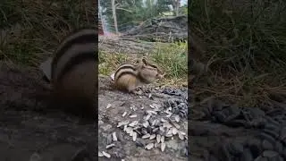 Алтайский край#белокуриха#бурундуки#chipmunk#милахи#shorts#2024#горы#путешествия