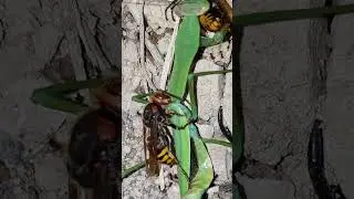 [자막] 참말벌의 왕사마귀 사냥 オオカマキリを狩るモンスズメバチ European Hornet preys on a Praying Mantis
