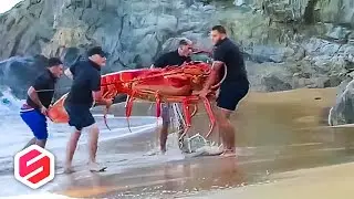 7 Penemuan di Pantai Ini Sempat Bikin Gempar Dunia, Ada Lobster Raksasa..