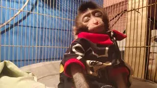 GOOD AFTERNOON...Baby monkey mona was active but JOE still Lazy🎉🎉