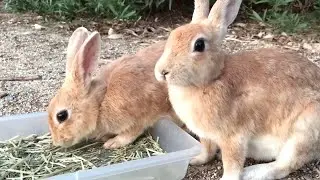 The twin wild rabbits are eating hay with relish.