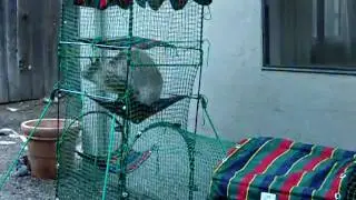 Luka's Kitty Walk