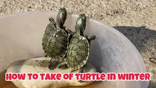 How to take care of turtle in winter|beta fish tank main active kaise rakhe#vlog#lifeofjitenanuvlogs