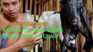 Cara memeras susu kambing agar dapat susu banyak