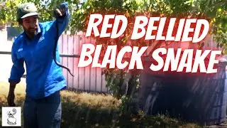 Digging Red Bellied Black Snake Out of Hole