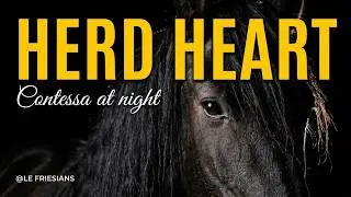 Contessa at night  – The Heart of the Herd