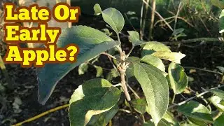 How To Identify Late Or Early Apples By Their Leaves?