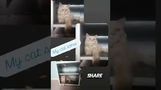 My cat#short#video#like#share and subscribe#multipurposevideo-401
