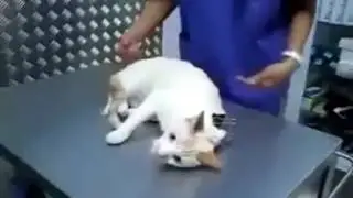 Смешные и не очень!Funny and not so!