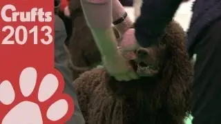 Irish Water Spaniel -  Best of Breed - Crufts 2013