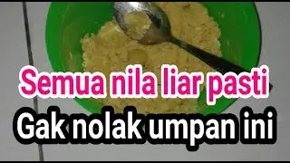 RACIKAN TERJITU UMPAN IKAN NILA LIAR DANAU SUNGAI RAWA SUSAH MAKAN