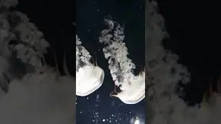 Jelly fish🪼🪼Bob~bob~