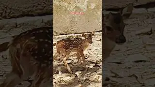 চিত্রা হরিণ ছানা ও মা