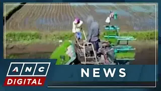 South Cotabato consolidates 1,400-hectares of farmlands to reduce rice production cost | ANC