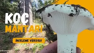 Ko&ccedil; Mantarı Topladım / Russula delica / Ko&ccedil;ak Mantarı / Yeryaran / Ak&ccedil;ıntar / Beyaz russula