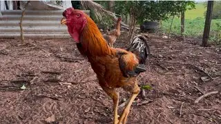 Novo reprodutor no plantel / mostrando a criação da prima Maria.