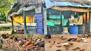Homemade Low Cost 1000 Sq. ft. Poultry Shed Construction