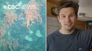 Explore this deep sea coral garden off the coast of Labrador | Creator Network