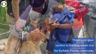 WEB EXTRA: Comfort Dogs In Surfside