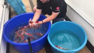 Selecting Jumbo Tosai