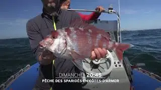 P&ecirc;che des sparides en C&ocirc;tes-d'Armor