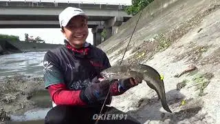 Mancing casting di sungai liar menggunakan umpan softfrogh di sambar ikan gabus babon