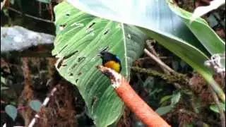 ENDEMIC-Black and gold Tanager-Bangsia melanochlamys- Parque Natural Tatama