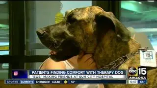 Patients find comfort through Bob the therapy dog