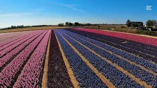 Netherlands:Keukenhof Park & Tulip Fields #Keukenhof2025 #TulipsNetherlands #Holland