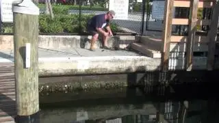 Summer Snook