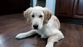 Teddy's Chew Review: Pup-Peroni Beef Flavor Dog Snacks