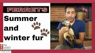 FERRETS Summer and winter fur