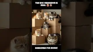 The box obsession is real 😂📦 #FunnyCats #CuteCats #CatsInBoxes #CatMemes #DailyCatDose #PetLovers