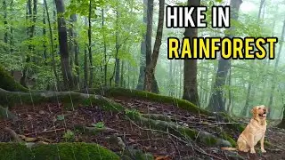 Relaxing ASMR  virtual Walk through Foggy Forest