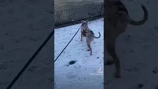 Dolly the XL bully GTA theme song 😎😍🥰