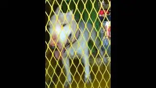 Hinks bull terrier mxl