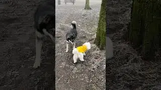 Chico Plays Chase with a Husky 🐶🐾Energetic Fun!#shorts  #HuskyPlaytime#DogChase #EnergeticDogs