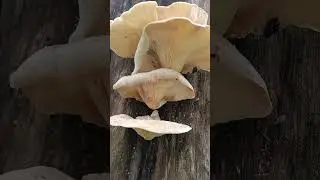 Красивый гриб Lentinus sajor-caju