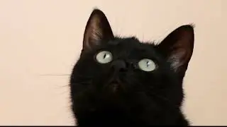 MEOW MEOW MEOW - Super Cute Kitten Song by HANNAH BANANA and Anastace!