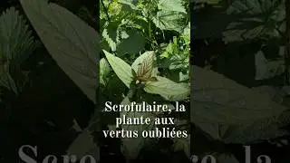 Scrofulaire noueuse (Scrophularia nodosa), la plante aux vertus oubli&eacute;es #plantessauvages